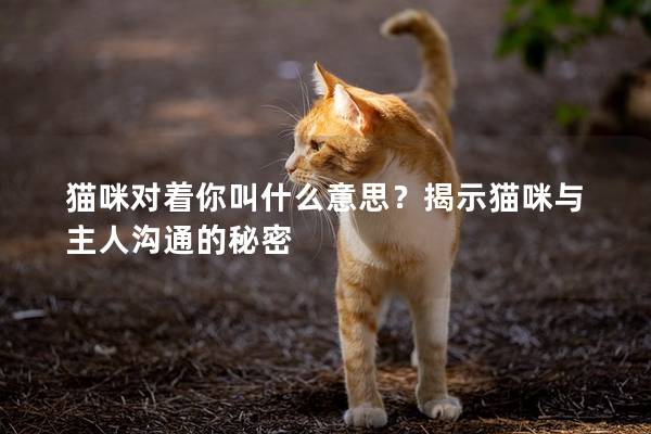 貓咪對(duì)著你叫什么意思？揭示貓咪與主人溝通的秘密