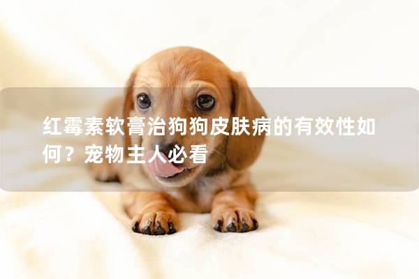 紅霉素軟膏治狗狗皮膚病的有效性如何？寵物主人必看