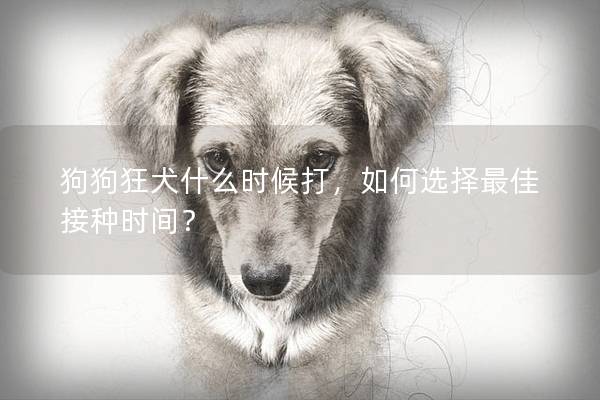 狗狗狂犬什么時(shí)候打，如何選擇最佳接種時(shí)間？