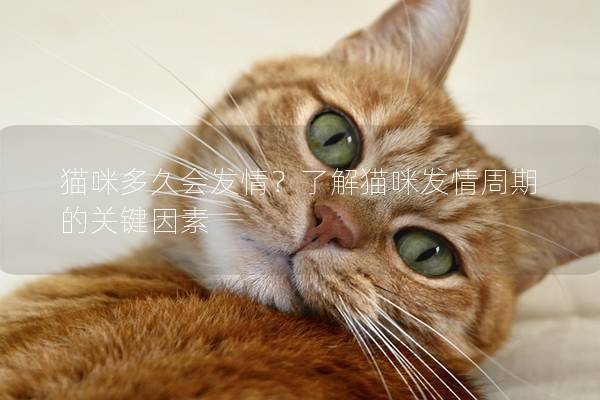 貓咪多久會發情？了解貓咪發情周期的關鍵因素