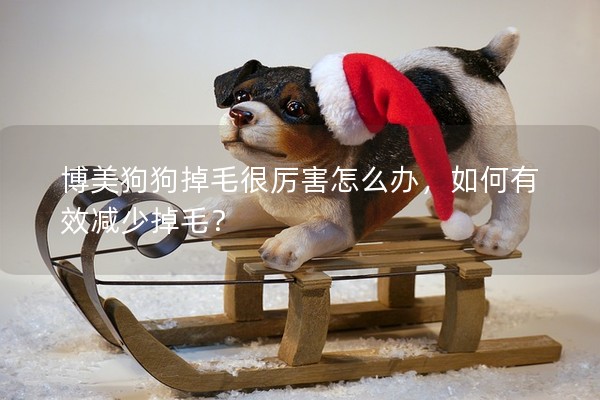 博美狗狗掉毛很厲害怎么辦，如何有效減少掉毛？