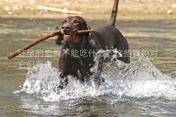 懷孕的狗狗不能吃什么？這些食物對它們有害