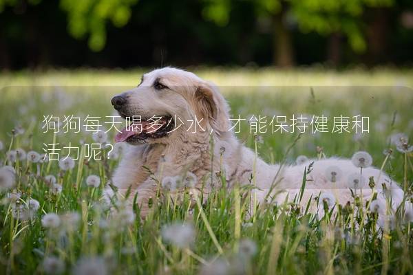 狗狗每天喝多少水，才能保持健康和活力呢？