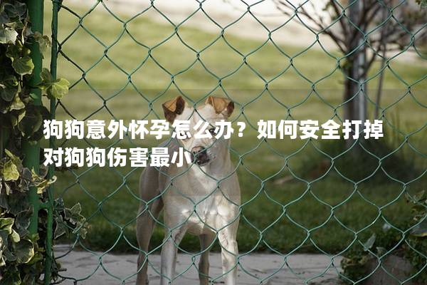 狗狗意外懷孕怎么辦？如何安全打掉對狗狗傷害最小