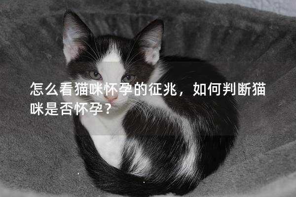 怎么看貓咪懷孕的征兆，如何判斷貓咪是否懷孕？