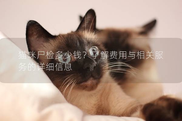 貓咪尸檢多少錢？了解費用與相關服務的詳細信息