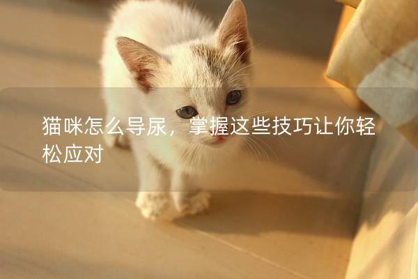 貓咪怎么導尿，掌握這些技巧讓你輕松應對