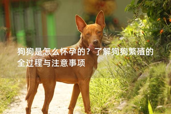 狗狗是怎么懷孕的？了解狗狗繁殖的全過程與注意事項