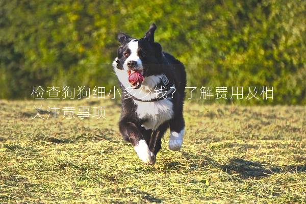 檢查狗狗細小多少錢？了解費用及相關注意事項