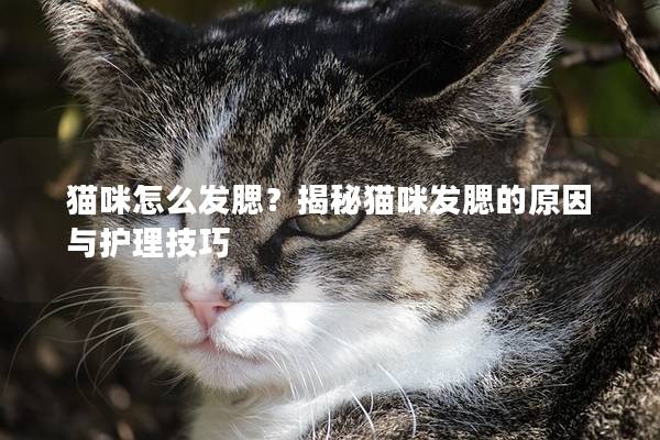 貓咪怎么發腮？揭秘貓咪發腮的原因與護理技巧