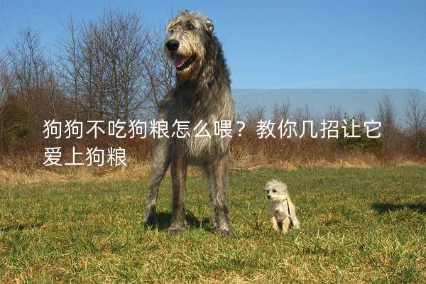 狗狗不吃狗糧怎么喂？教你幾招讓它愛上狗糧