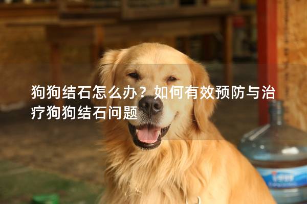 狗狗結石怎么辦？如何有效預防與治療狗狗結石問題