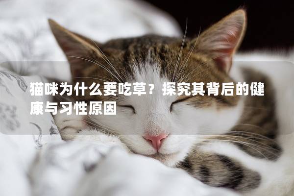 貓咪為什么要吃草？探究其背后的健康與習性原因