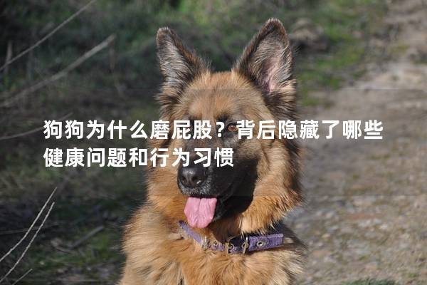 狗狗為什么磨屁股？背后隱藏了哪些健康問題和行為習慣