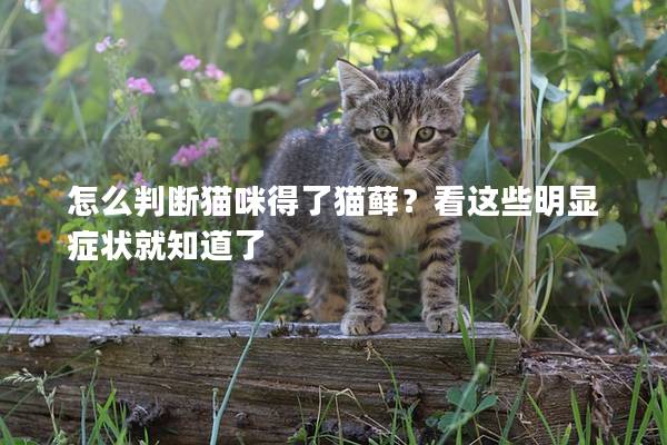 怎么判斷貓咪得了貓?zhí)\？看這些明顯癥狀就知道了