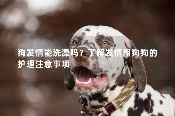 狗發情能洗澡嗎？了解發情期狗狗的護理注意事項