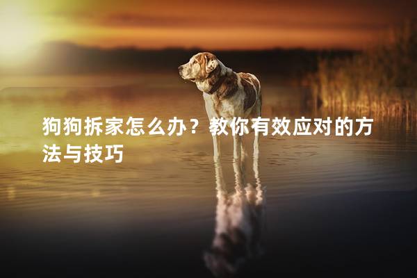 狗狗拆家怎么辦？教你有效應對的方法與技巧