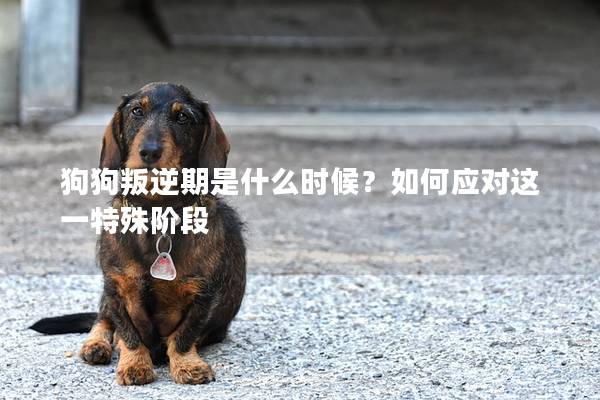 狗狗叛逆期是什么時候？如何應對這一特殊階段