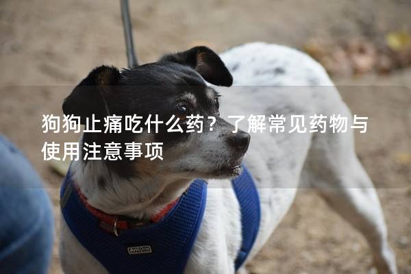狗狗止痛吃什么藥？了解常見藥物與使用注意事項(xiàng)