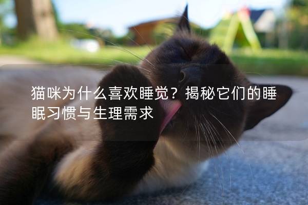 貓咪為什么喜歡睡覺？揭秘它們的睡眠習慣與生理需求