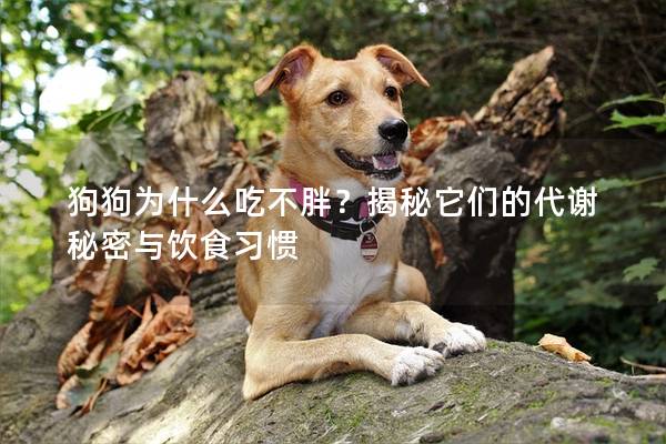 狗狗為什么吃不胖？揭秘它們的代謝秘密與飲食習(xí)慣
