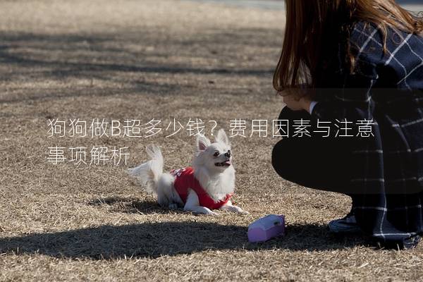 狗狗做B超多少錢？費(fèi)用因素與注意事項(xiàng)解析