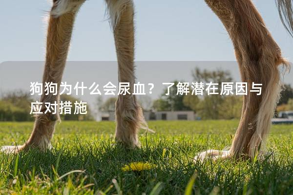 狗狗為什么會尿血？了解潛在原因與應對措施