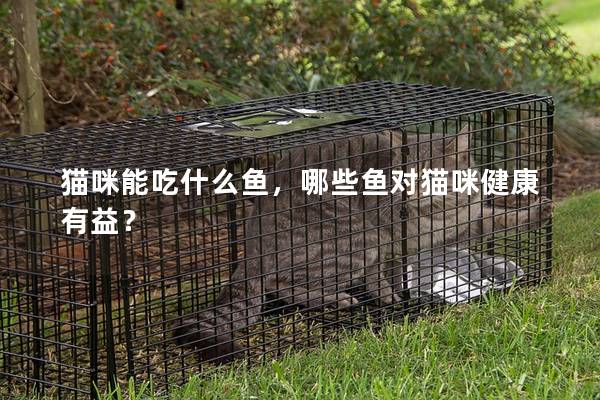 貓咪能吃什么魚，哪些魚對(duì)貓咪健康有益？