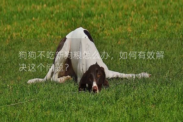 狗狗不吃新狗糧怎么辦，如何有效解決這個問題？