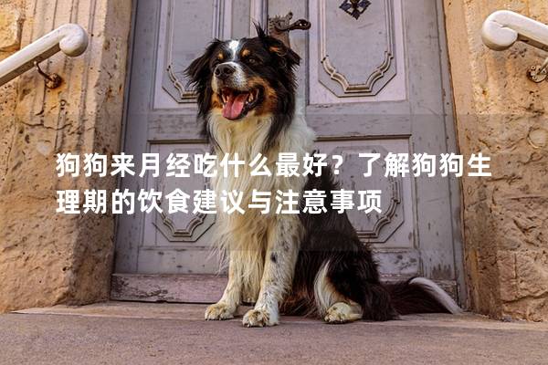 狗狗來月經吃什么最好？了解狗狗生理期的飲食建議與注意事項