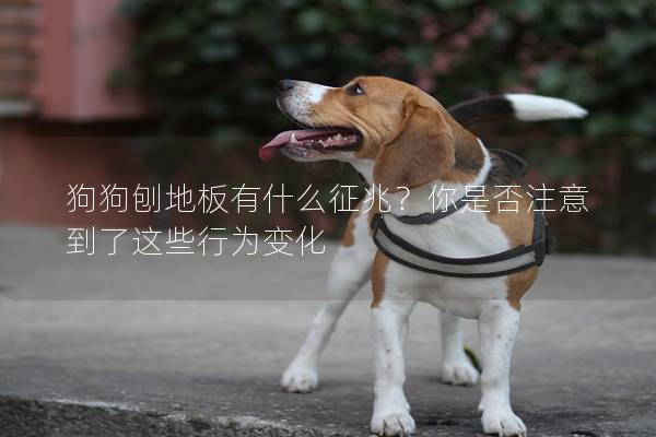 狗狗刨地板有什么征兆？你是否注意到了這些行為變化