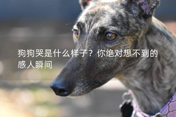 狗狗哭是什么樣子？你絕對想不到的感人瞬間