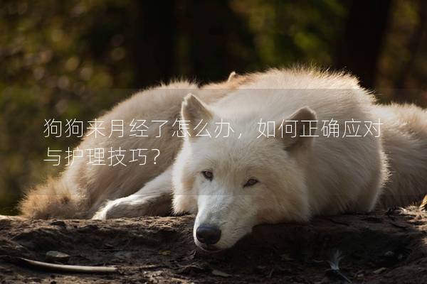 狗狗來月經了怎么辦，如何正確應對與護理技巧？