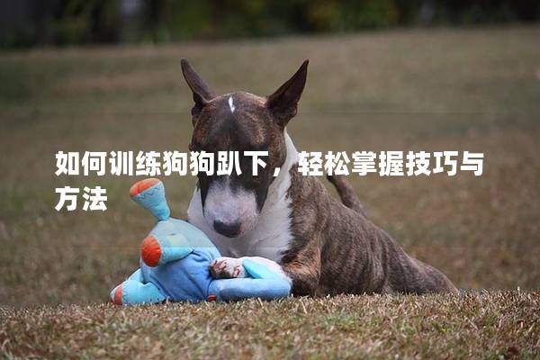 如何訓(xùn)練狗狗趴下，輕松掌握技巧與方法