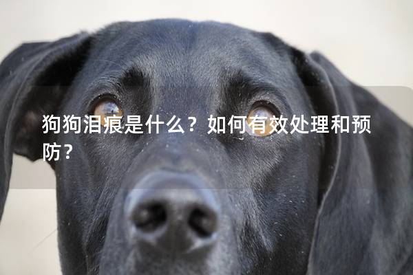 狗狗淚痕是什么？如何有效處理和預(yù)防？