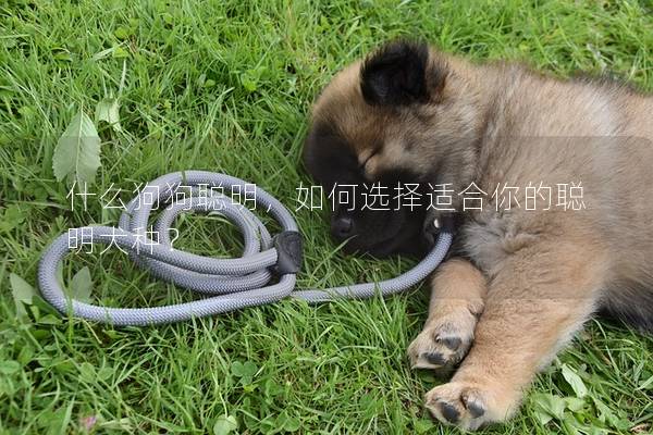 什么狗狗聰明，如何選擇適合你的聰明犬種？