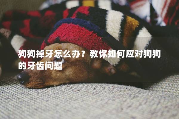 狗狗掉牙怎么辦？教你如何應對狗狗的牙齒問題