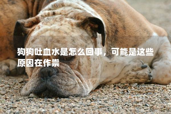 狗狗吐血水是怎么回事，可能是這些原因在作祟