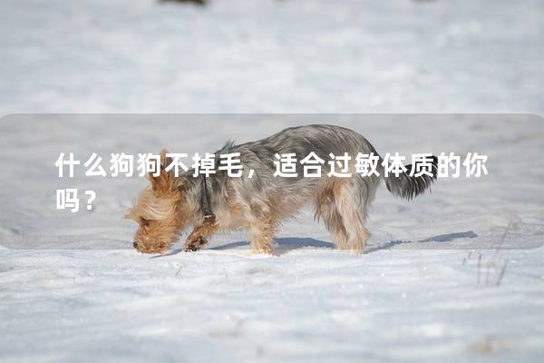 什么狗狗不掉毛，適合過敏體質的你嗎？