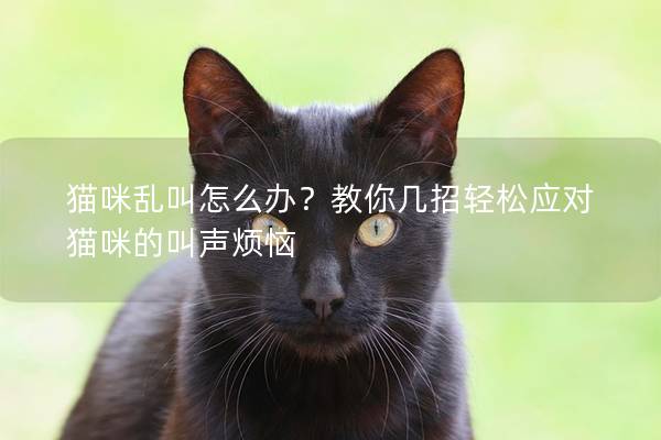 貓咪亂叫怎么辦？教你幾招輕松應對貓咪的叫聲煩惱