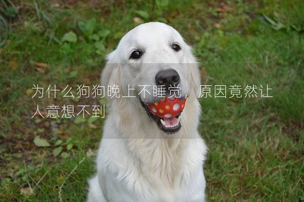 為什么狗狗晚上不睡覺，原因竟然讓人意想不到