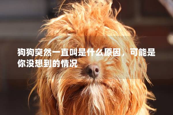 狗狗突然一直叫是什么原因，可能是你沒想到的情況