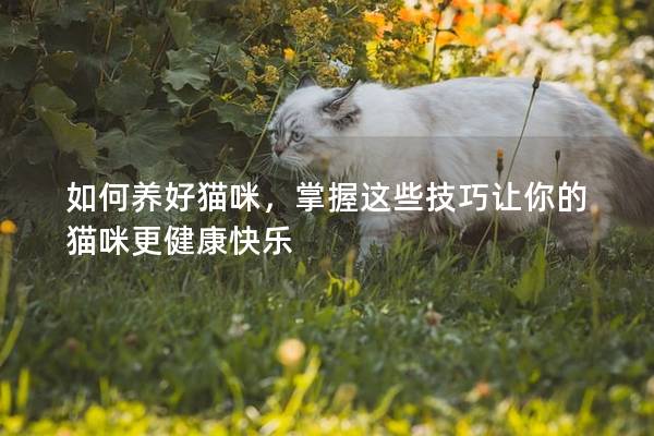 如何養(yǎng)好貓咪，掌握這些技巧讓你的貓咪更健康快樂(lè)