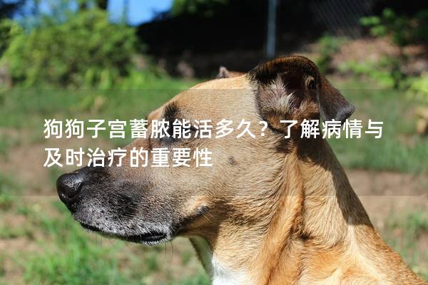 狗狗子宮蓄膿能活多久？了解病情與及時治療的重要性