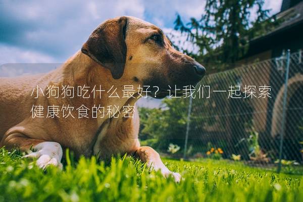 小狗狗吃什么最好？讓我們一起探索健康飲食的秘密