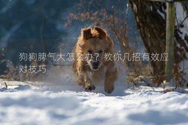 狗狗脾氣大怎么辦？教你幾招有效應對技巧