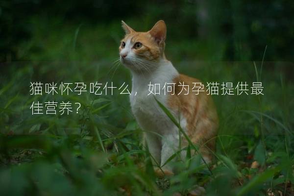 貓咪懷孕吃什么，如何為孕貓?zhí)峁┳罴褷I養(yǎng)？
