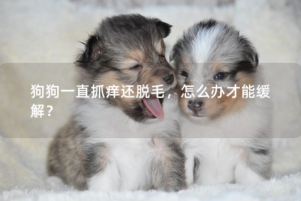 狗狗一直抓癢還脫毛，怎么辦才能緩解？