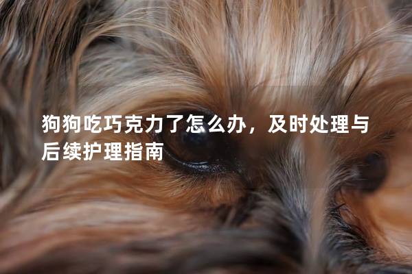 狗狗吃巧克力了怎么辦，及時處理與后續護理指南