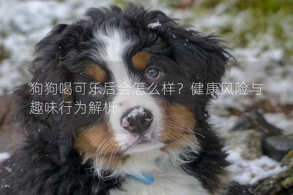 狗狗喝可樂后會怎么樣？健康風險與趣味行為解析